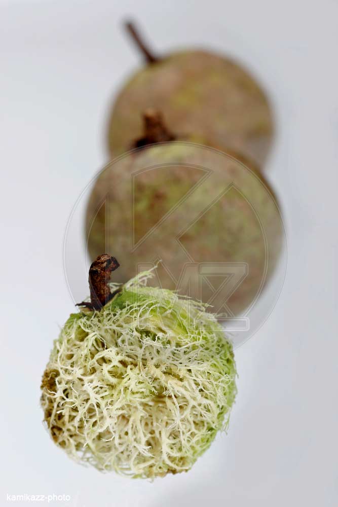 Fruit ditakh Kamikazz • Photographies